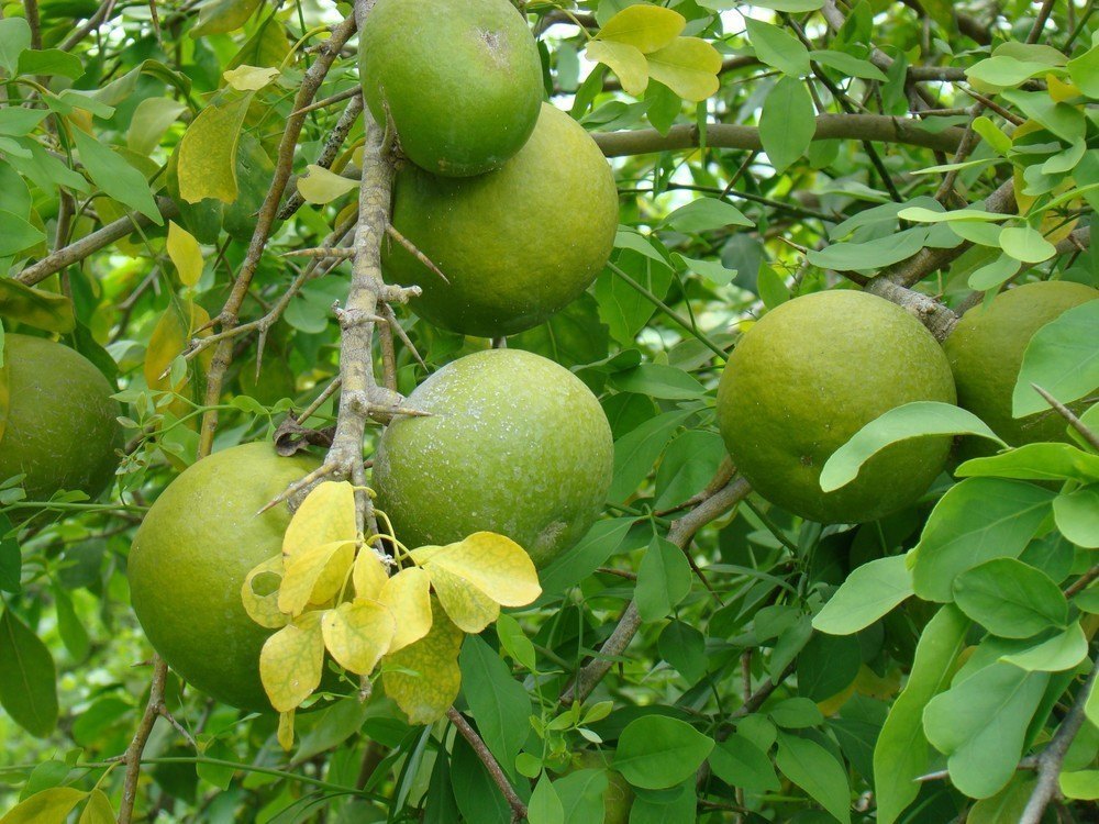 Aceste fructe și frunze sunt folosite în medicina naturistă din India