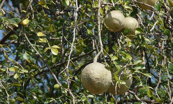 Așa arată fructele și frunzele de woodapple